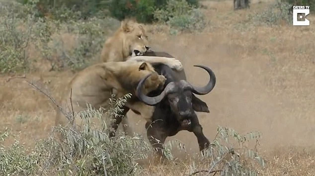 Βίντεο: Βουβάλια και λιοντάρια μάχονται μέχρι θανάτου – Ποιος θα είναι ο νικητής;